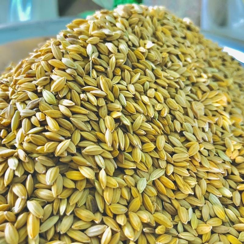 Lúa tiêu ruột đỏ, thức ăn yêu thích chim cu gáy 1kg
