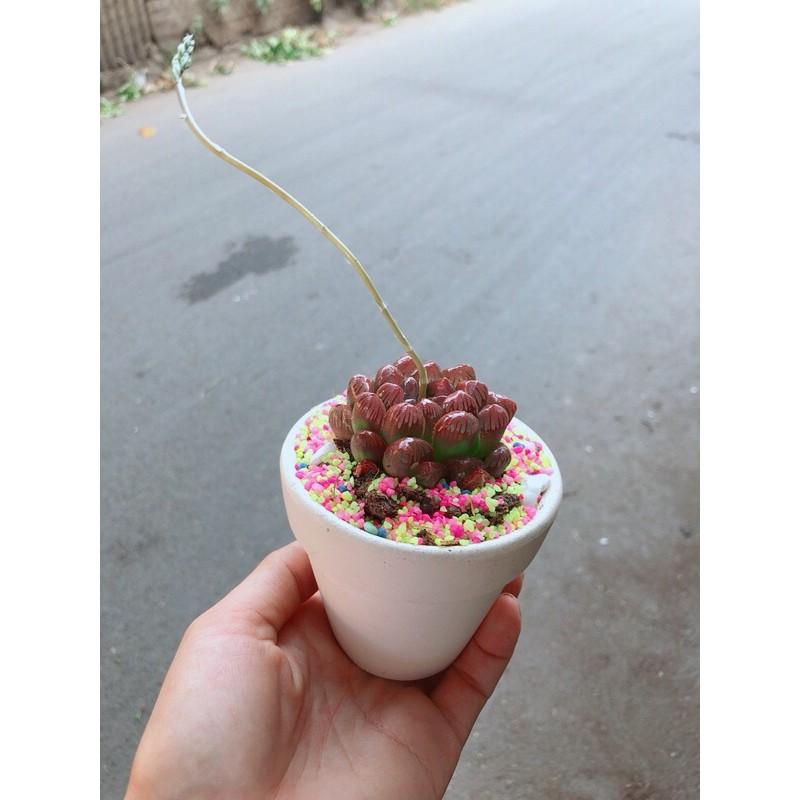 Chậu Cây Kim Cương Copi Đỏ