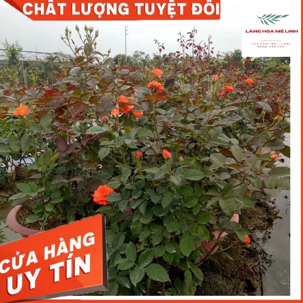 HOA HỒNG TIỂU MUỘI MÀU SẮC PHONG PHÚ ĐỎ - CAM HOA HỒNG NỤ NHỎ