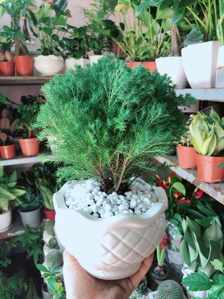 Chậu Cây Tùng Bồng Lai