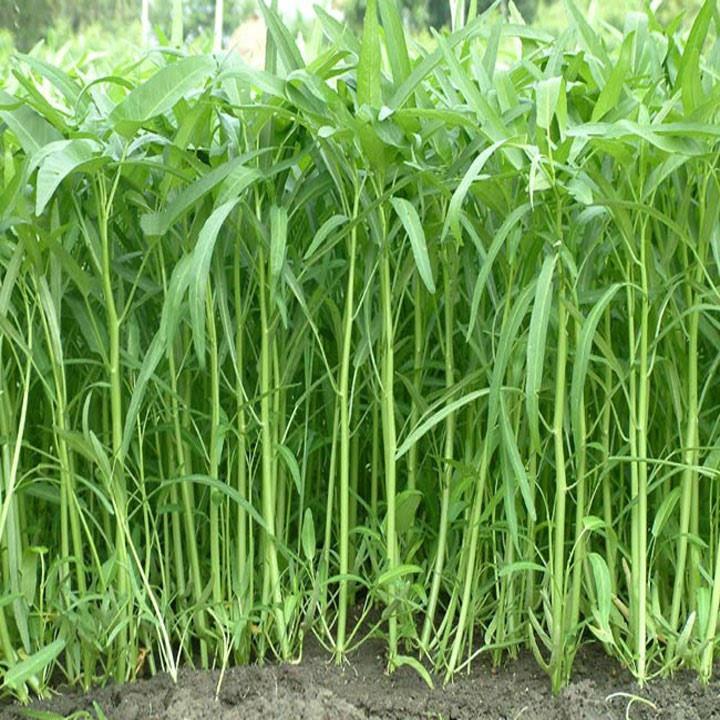 Hạt Giống Rau Muống Lá Tre Tươi Xanh - Gói 50g- Tỉ Lệ Nảy Mầm Cao - Thu Hoạch Nhanh