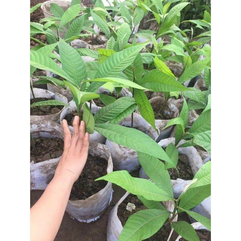 Cây giống hồng xiêm siêu sớm