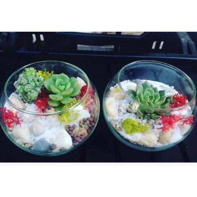 Cát Màu Tiểu Cảnh - trang trí tiểu cảnh, terrarium - Giá cao hơn Cát Thuỷ Sinh
