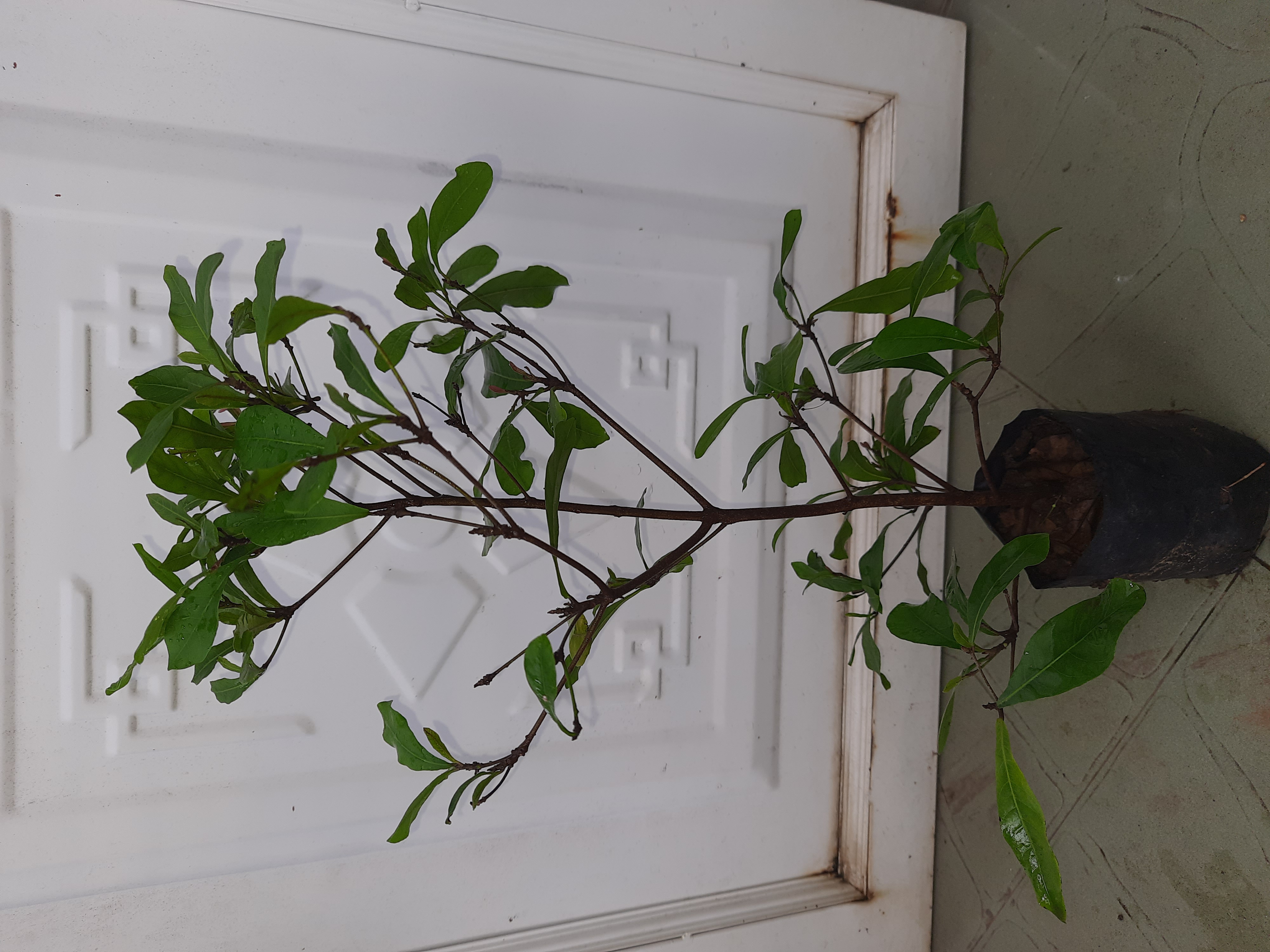 Cây thần kỳ chiều cao 30-40cm