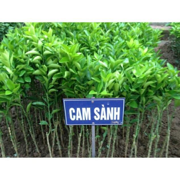 Cây giống cam sành + Tặng 01 cây dâu da đất