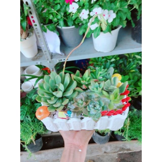 Chậu sen đá mix tiểu cảnh