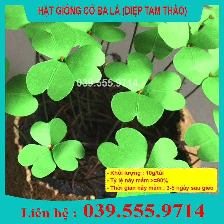 Hạt Giống Cỏ Ba Lá 10gram - Cỏ may mắn giúp trang trí sân vườn, bồn cây, để bàn