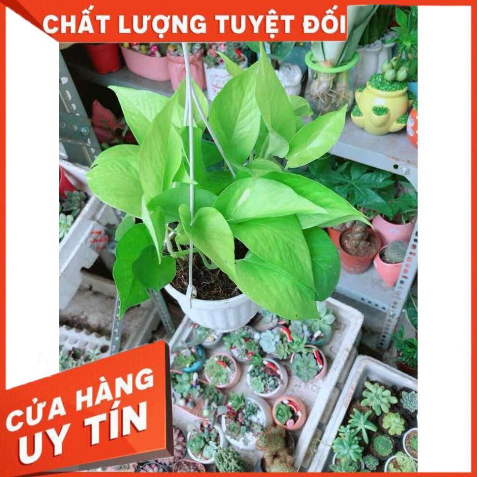 Chậu Trầu Bà Thái Vàng Nhiều Người Mua