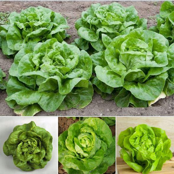 Hạt Giống rau Xà lách đăm xanh dể trồng f1- gói 0,2gram-tặng kèm gói phân bón lót