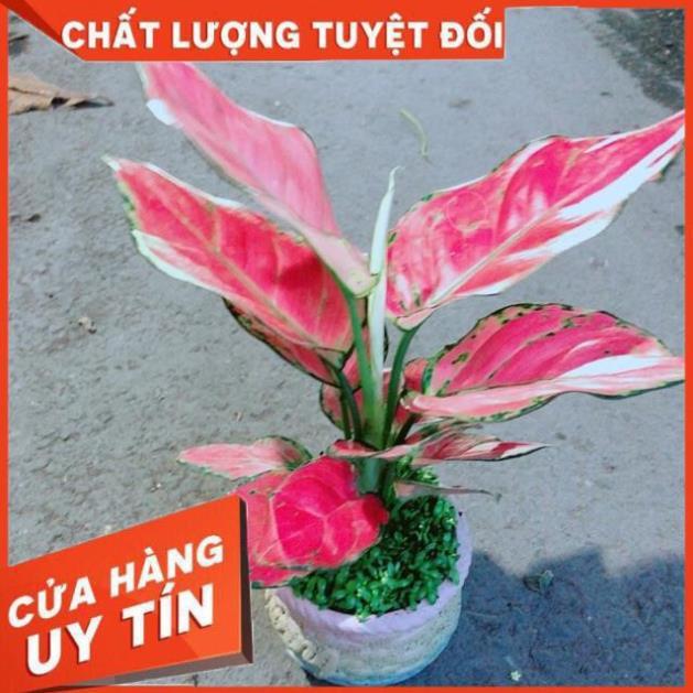 Chậu Vạn Lộc Hồng