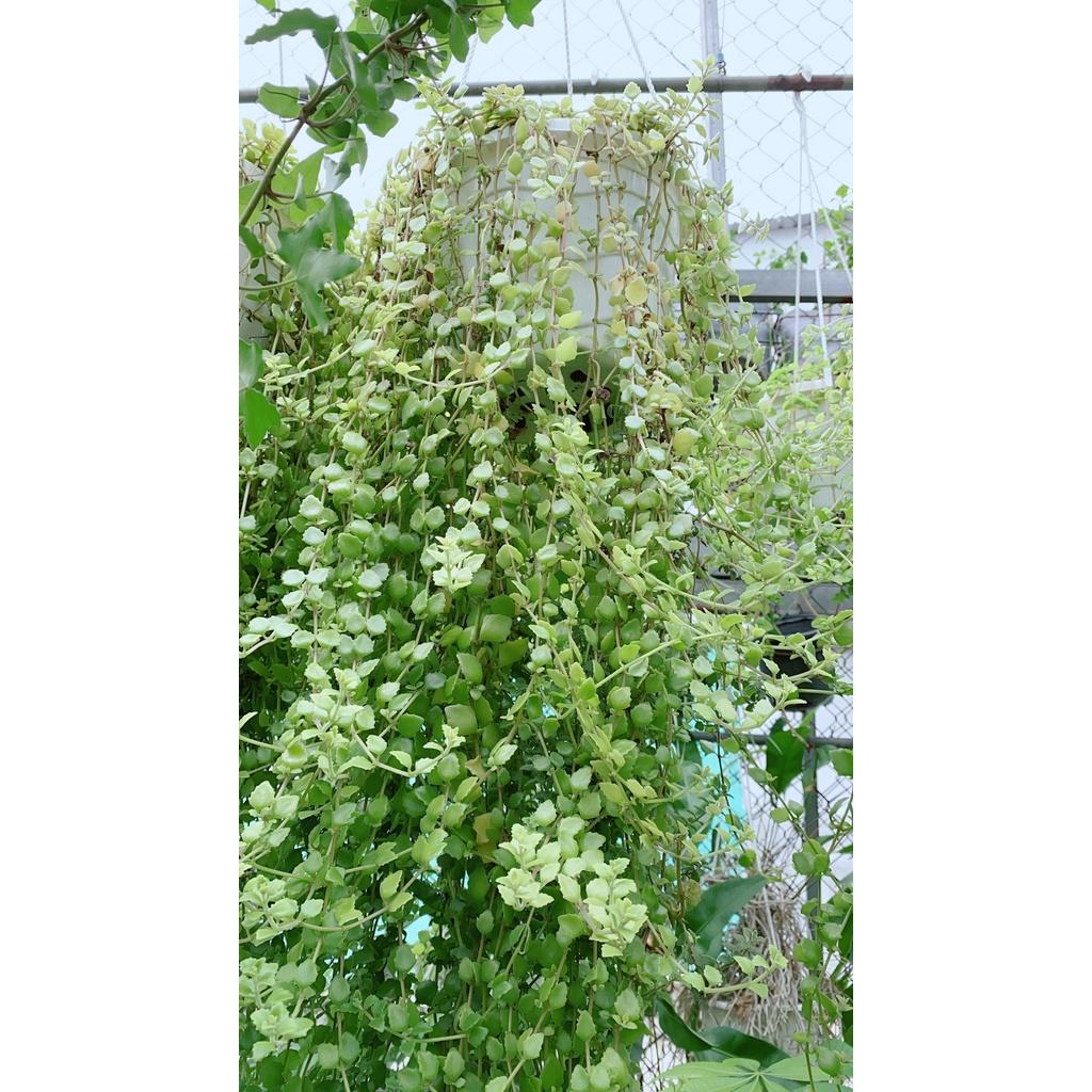 Chậu Thằn Lằn Đá