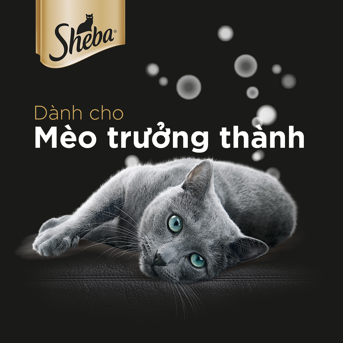SHEBA Pate cho mèo sành ăn - Thức ăn cho mèo trưởng thành dạng sốt, 70g, 24 gói