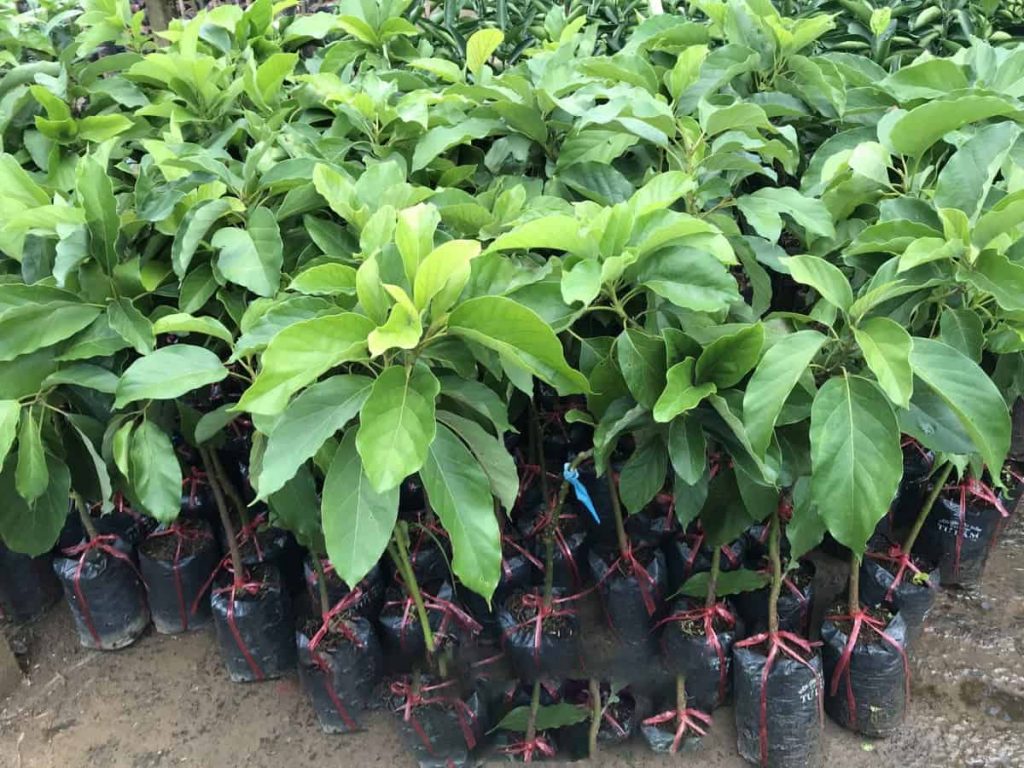 Cây giống Bơ Sáp Da Xanh .