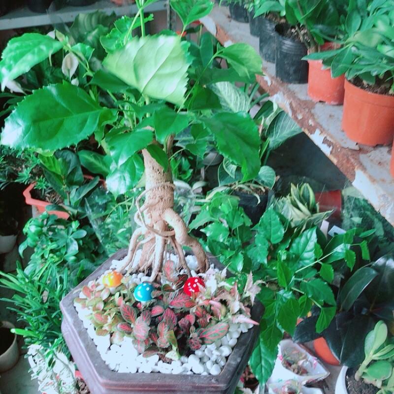 Chậu Cây Hạnh Phúc Bonsai