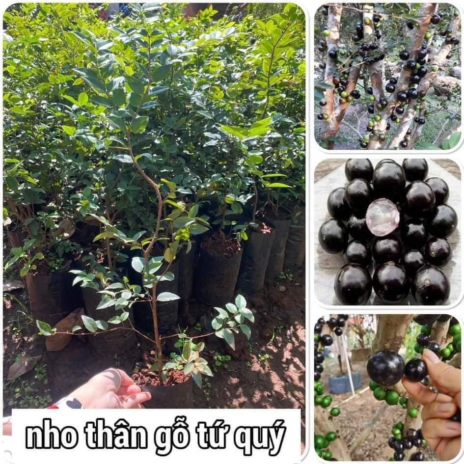 CÂY GIỐNG NHO THÂN GỖ TƯ QUÝ