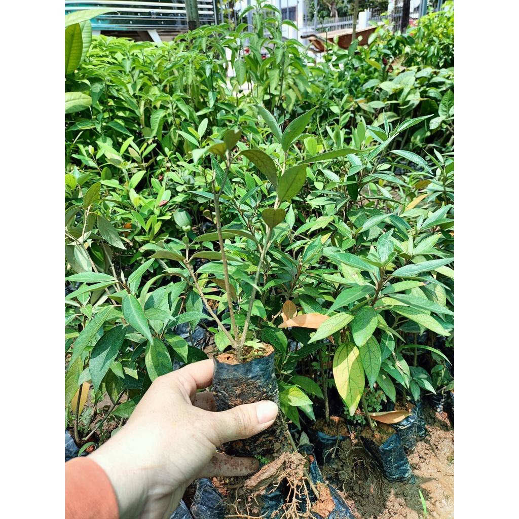 Combo 2 cây giống khổ sâm