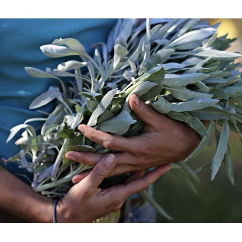 Xô thơm White Sage (Sái Tịnh Hương) California