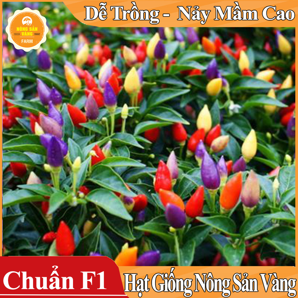 Hạt giống Ớt Ngũ Sắc