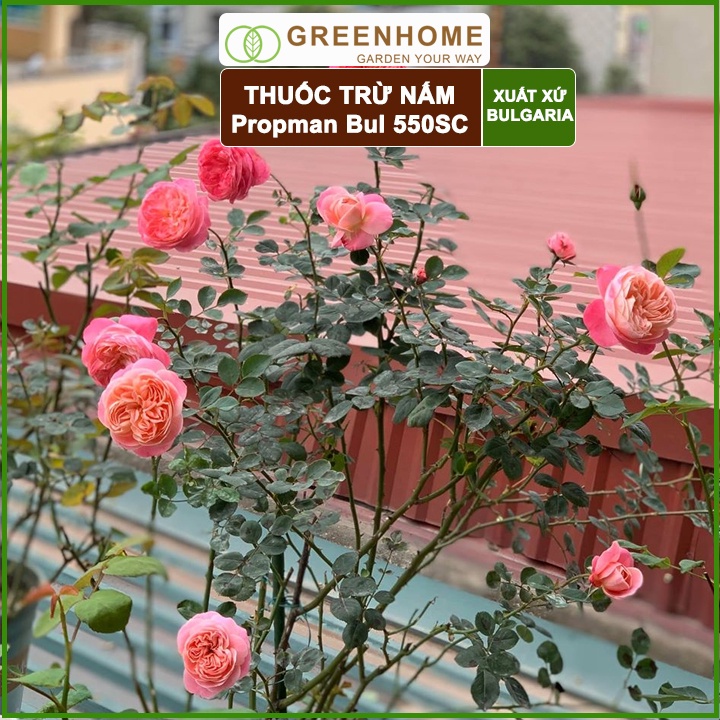 Thuốc Trị Nấm Cây Trồng Greenhome, Propman Bul 550sc, Gói 25ml, Trừ Đốm Lá Hoa Hồng, Nấm Trên Kiểng Lá, Cây Ăn Quả