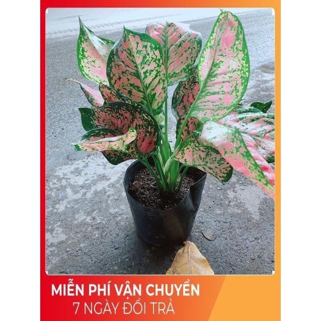 Cây Vạn Lộc
