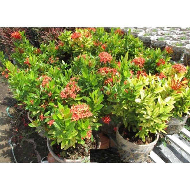 Cây MẪU ĐƠN HỒNG MỸ lá NHỎ, Cây như hình, đang hoa cực đẹp, gửi nguyện chậu to