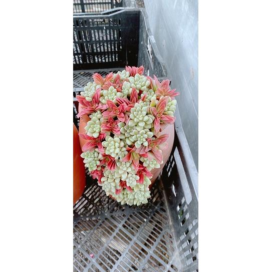 Chậu Sen Đá Tiểu Cảnh