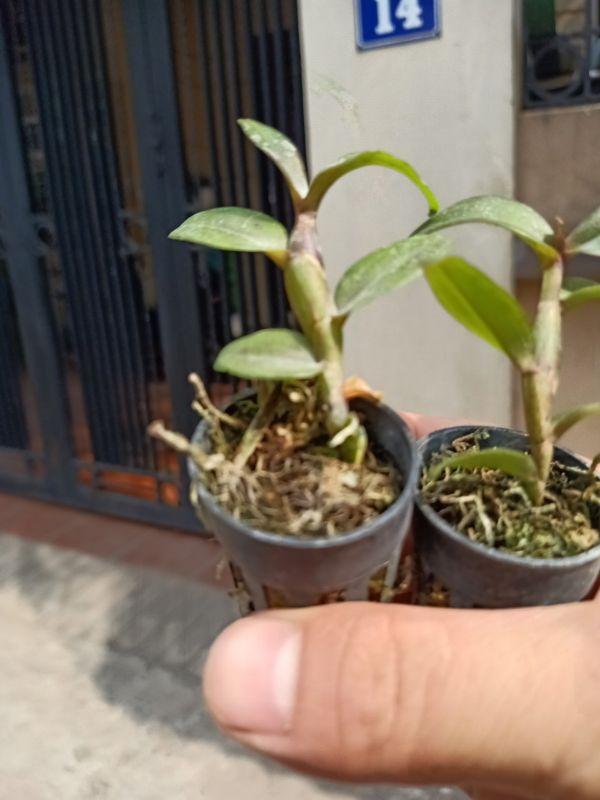 Phi điệp ám cổ văn giang