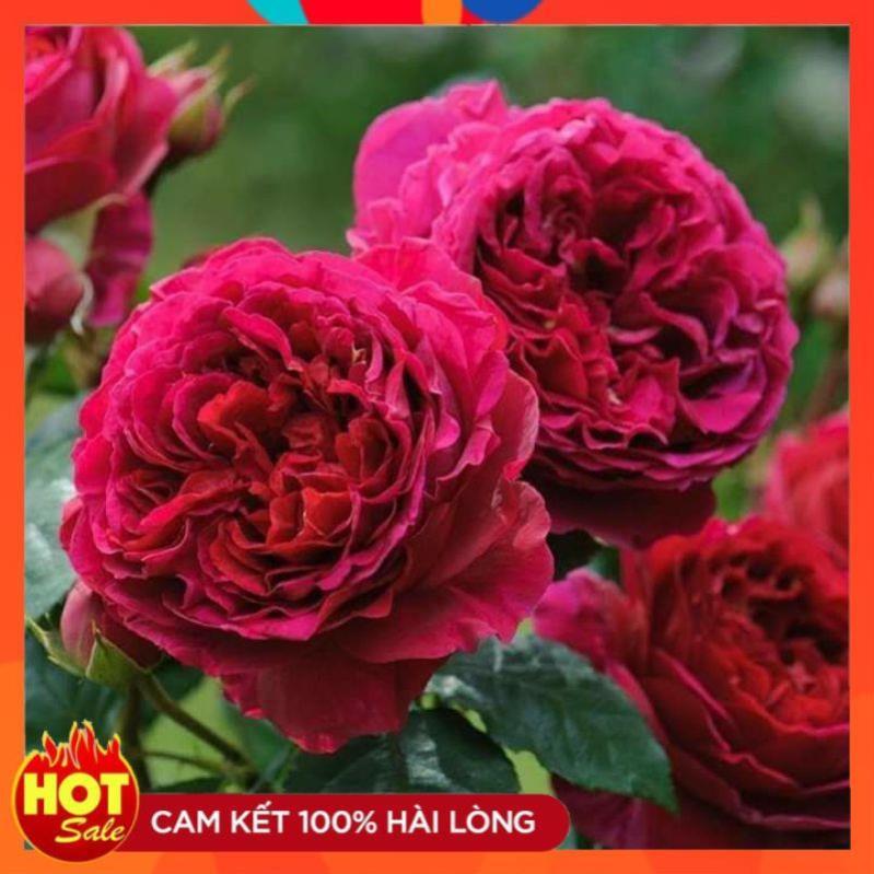 Hoa hồng ngoại Rouge Royal – Bông hồng mang nét đẹp của sự bền bỉ
