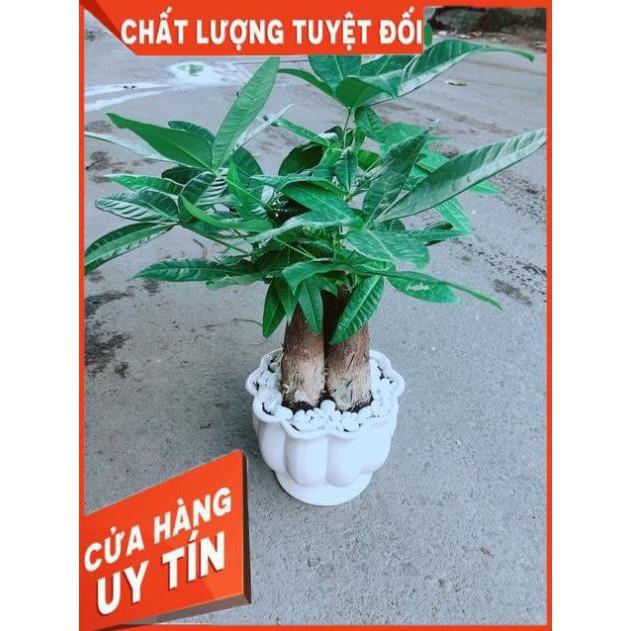 Chậu Kim Ngân 3 Thân Size Lớn