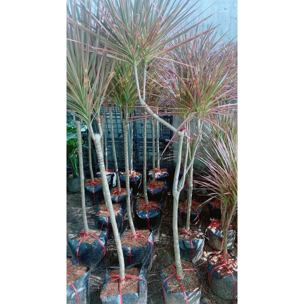 Cây Huyết Kiếm Hàng Lớn