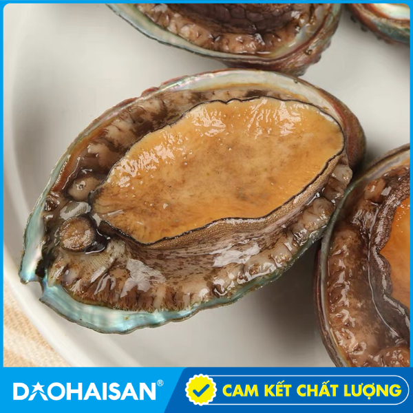 Bào ngư là con gì Hình dáng của con bào ngư như thế nào