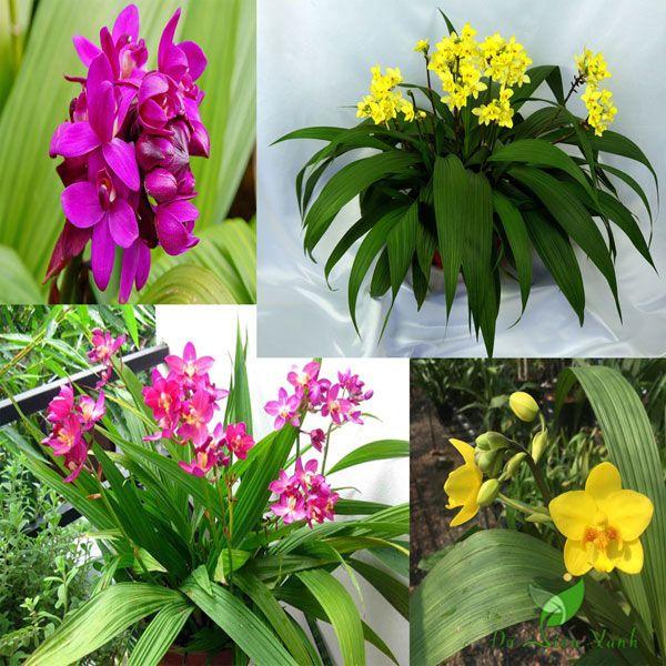 CHẬU GIỐNG: HOA ĐỊA LAN CHU ĐỈNH TRẮNG