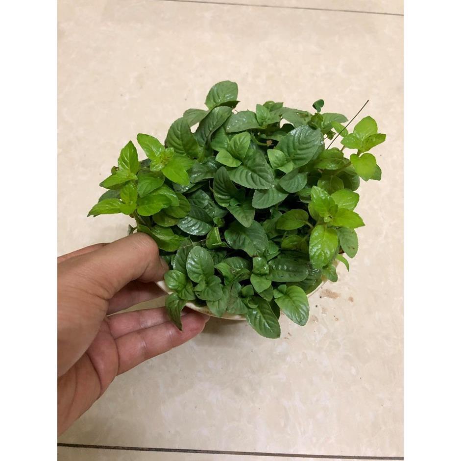 Cây Quế Vị – Thơm Mùi Xá Xị -Không giao dc 19 tỉnh Miền Nam