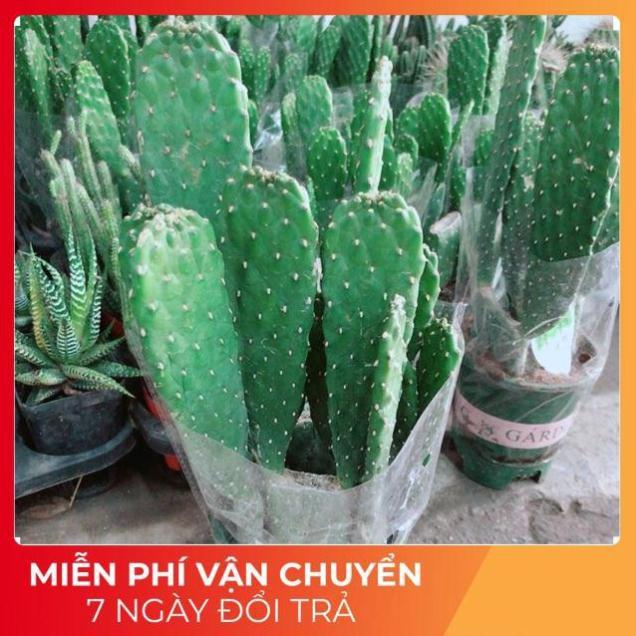 Chậu Xương Rồng Bụi