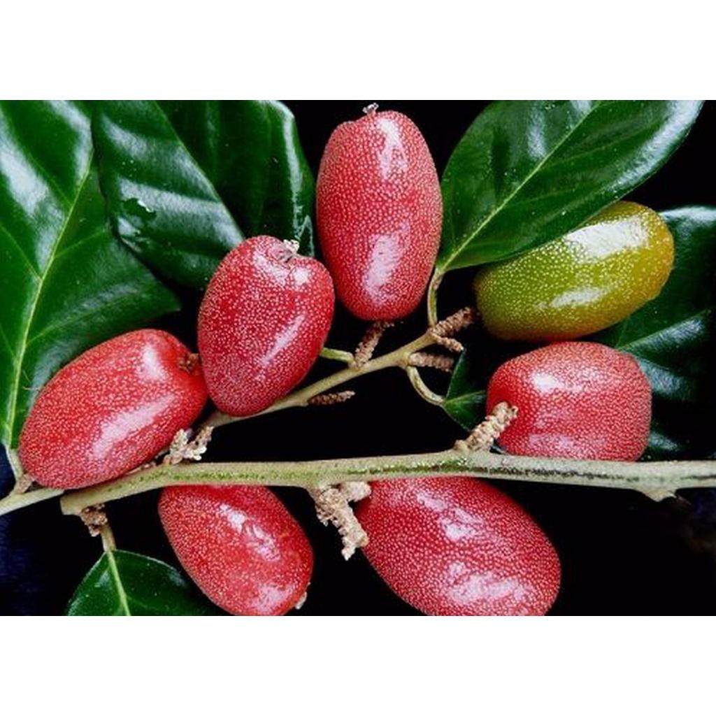 Cây giống Nhót chua leo giàn cao sản