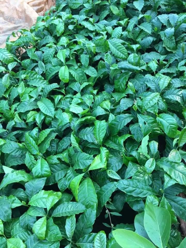 Cây giống cà phê robusta ghép siêu trái