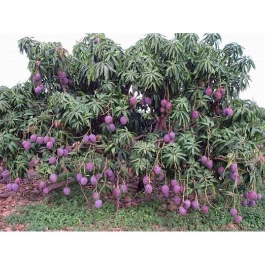 Cấy giống Xoài Đài Loan Đỏ .