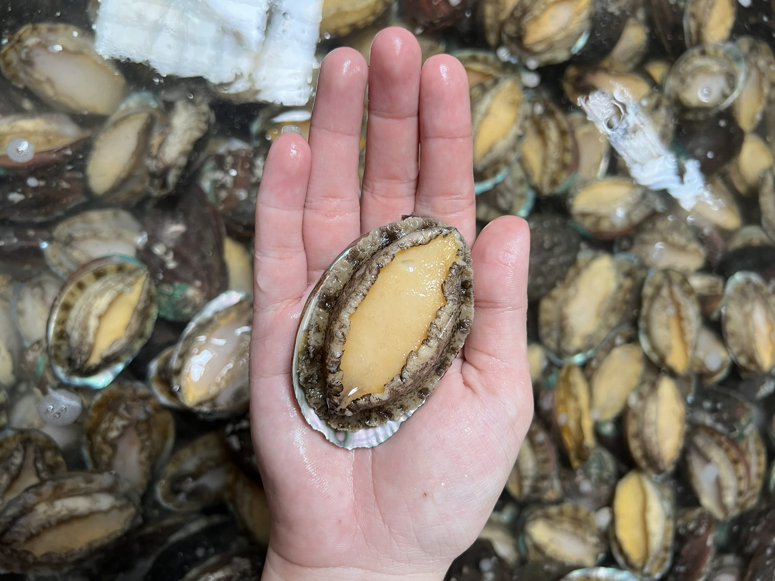 Bào ngư thượng hạng size : 10 - 12 con/kg
