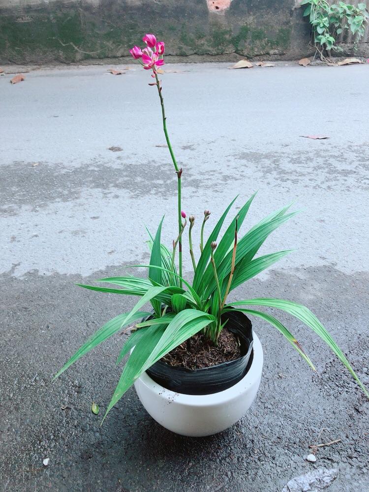 Chậu Cây Lan Đất