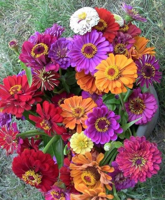 Hạt giống cúc lá nhám mix