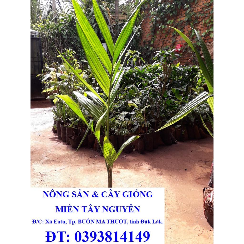 CÂY GIỐNG CAU ĂN TRẦU TỨ QUÝ bầu to CAO HƠN 1M RỒI