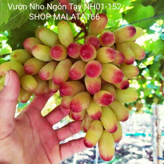 Cây Nho Ngón Tay NH01-152 Trái To Dài ( Giống Mới )