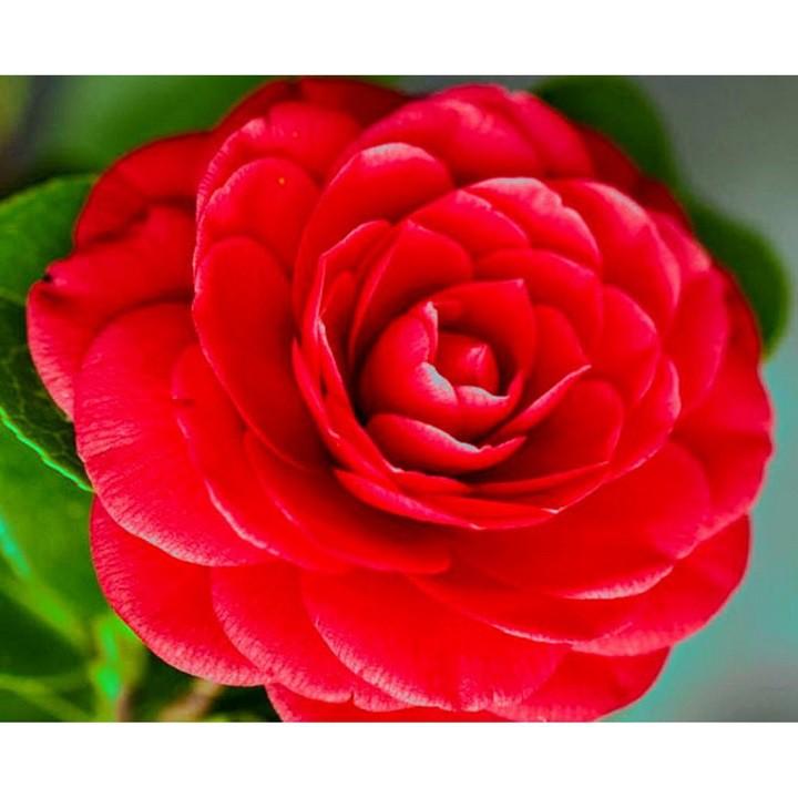 COMBO 10 CÂY GIỐNG HOA TRÀ ĐỎ CUNG ĐÌNH CỔ