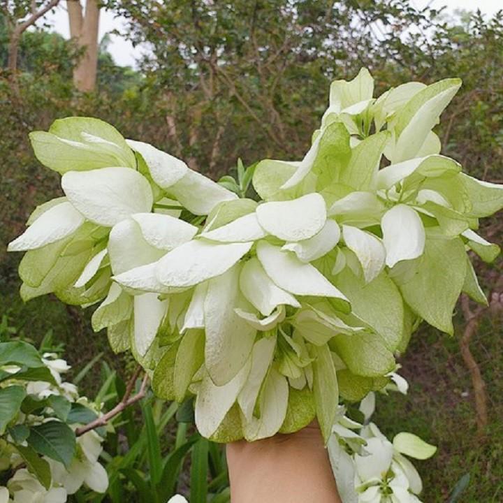 CHẬU CÂY GIỐNG CÂY HOA ÉN BẠC SIÊU ĐẸP