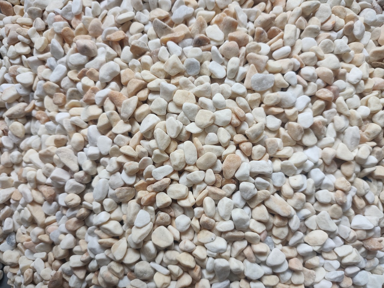 SỎI VÀNG VÒ- TÚI 5KG