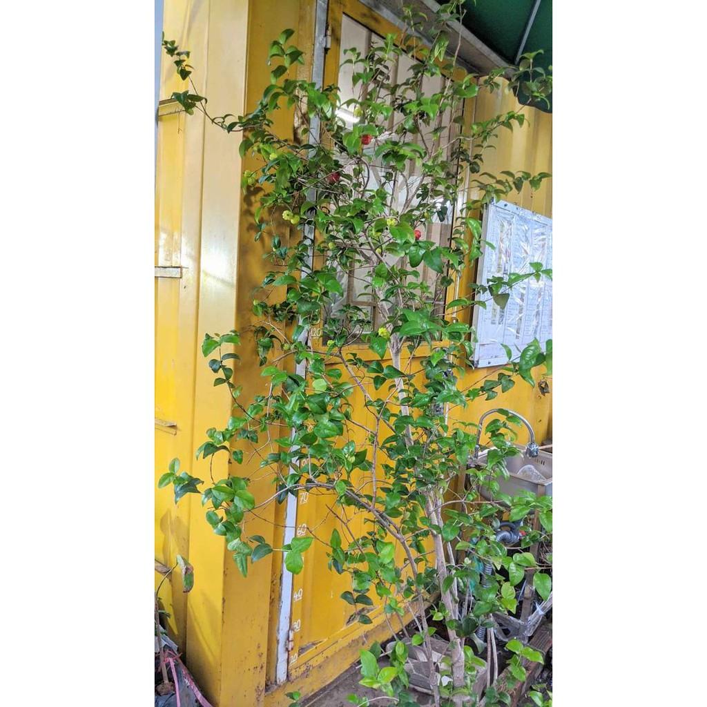 Cây surinam chery...,,,, 8 tháng cây cho trái