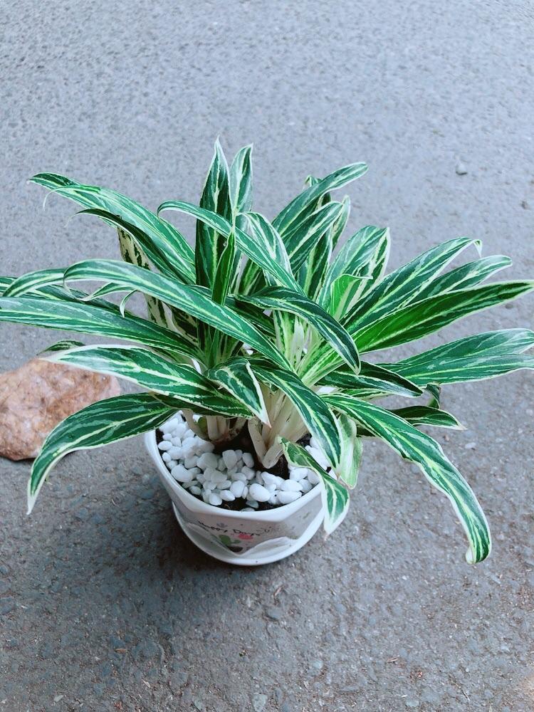 Chậu Cây Giữ Tiền