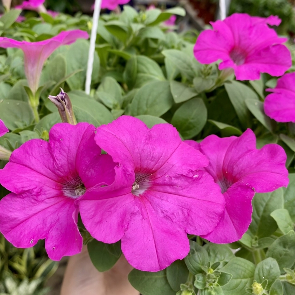 Hạt Giống Dạ Yến Thảo Mix F1 - 100 hạt