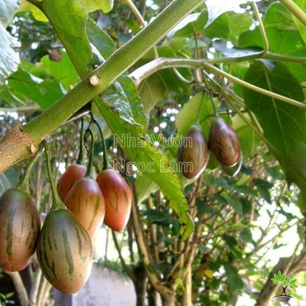 CÂY GIỐNG CÀ CHUA THÂN GỖ