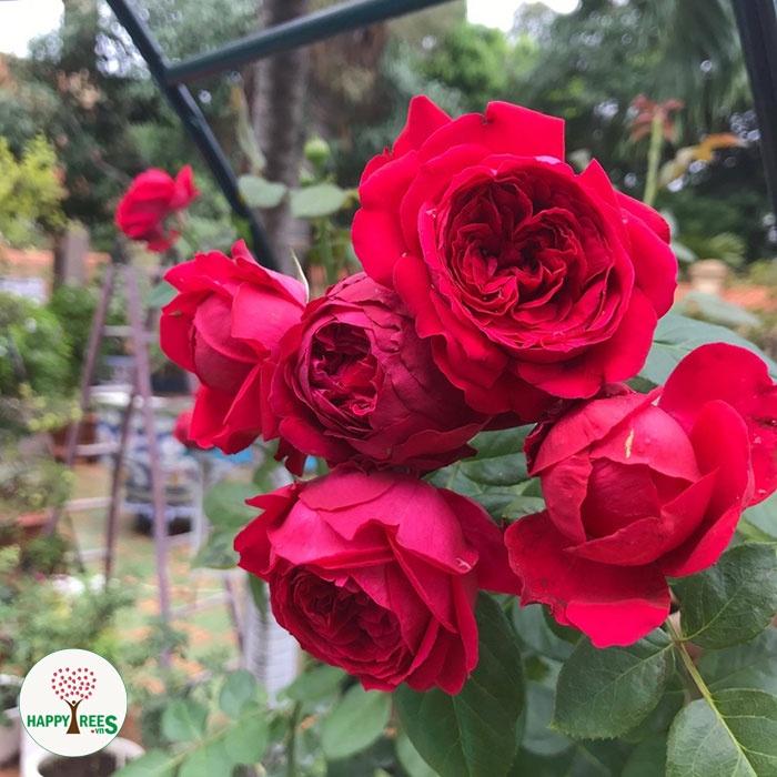 Hoa hồng leo red eden - bầu to cây lơn trưởng thành